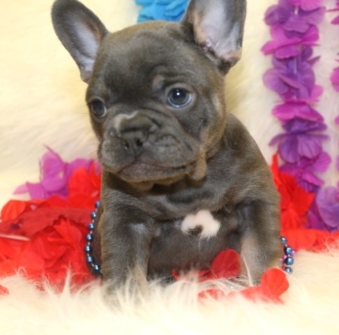 French Bulldog puppy for sale + 53266