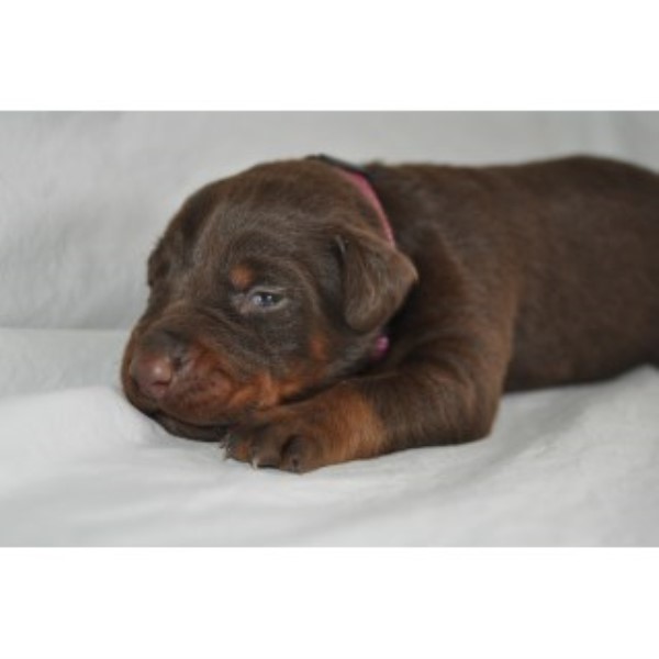 Doberman Pinscher puppy for sale + 44480