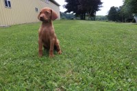 Vizsla thumbnail