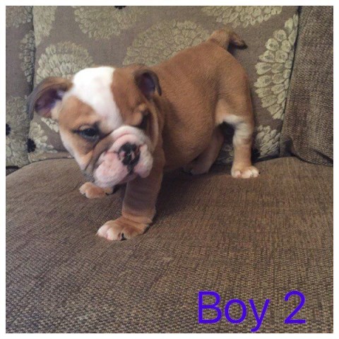 English Bulldog puppy for sale + 48488