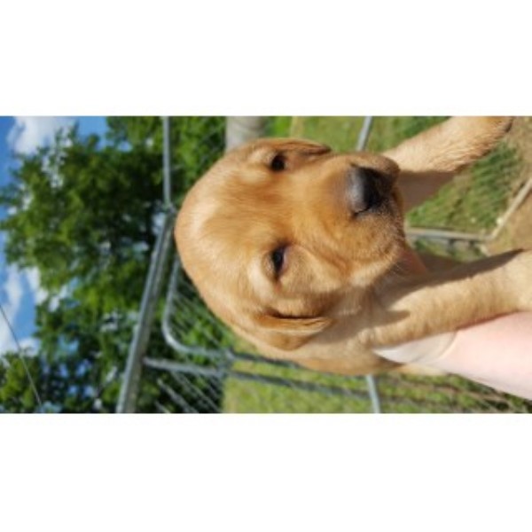 AKC Female Lab Puppy--fox Red
