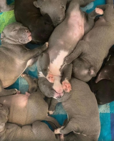 AMERICAN BULLY PUPPIES FOR REHOMING??