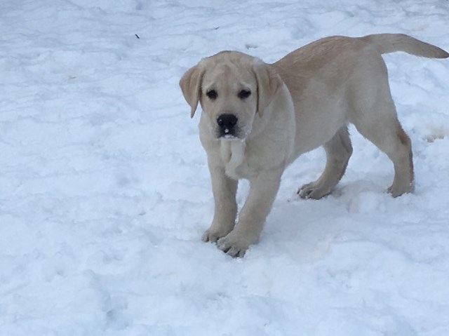 The Browns Yellow Labrador Puppies