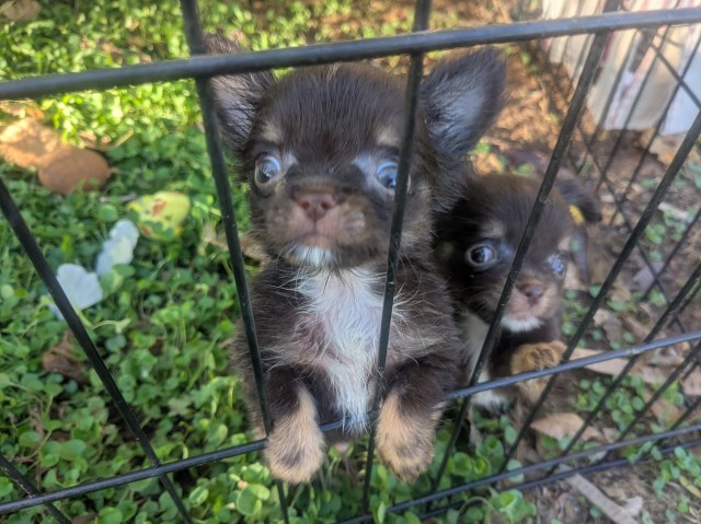 Chihuahua puppy for sale + 67249