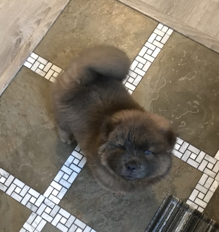 Chow Chow purebred male puppy
