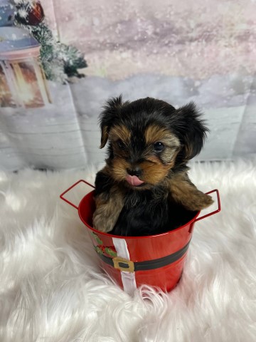 Yorkshire Terrier puppy for sale + 66053
