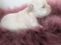 LC Apple Head Female Chihuahua Pearl Chihuahua for sale/adoption