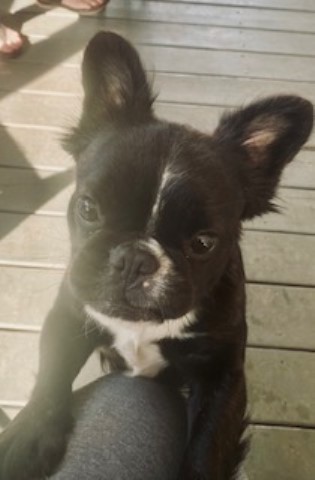 French Bulldog puppy for sale + 66425