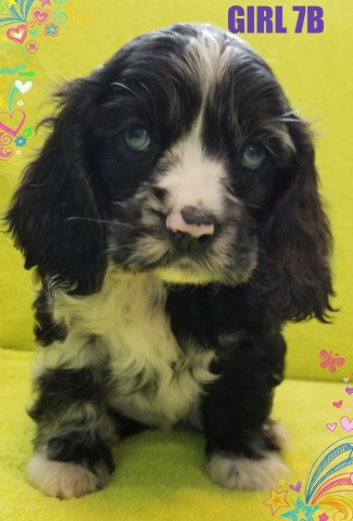 American Cocker Spaniel puppy for sale + 53302