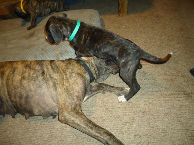 3 Brindle Great Dane puppies for sale 2 female 1 male 8 wks old can be ckc reg