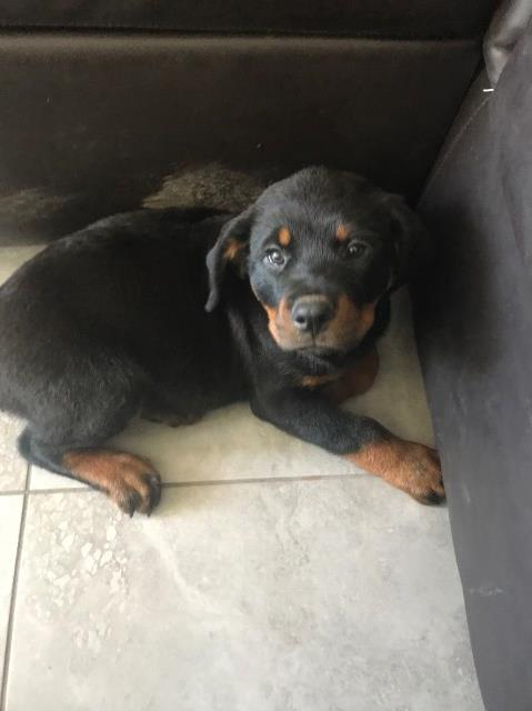 Rottweiler puppy for sale + 49099