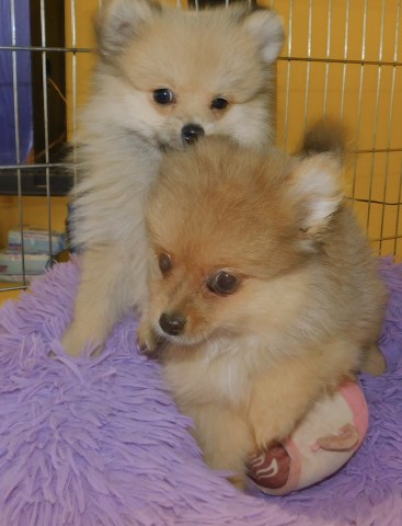Pomeranian puppy for sale + 66380