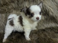 Prince LC Male Chihuahua Chihuahua for sale/adoption