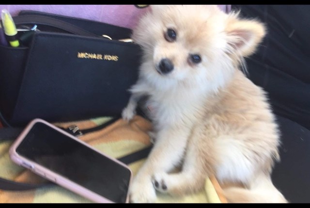 Pomeranian puppy for sale + 54610