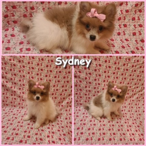 Pomeranian-Female- Sydney