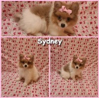 Last Puppy Listed