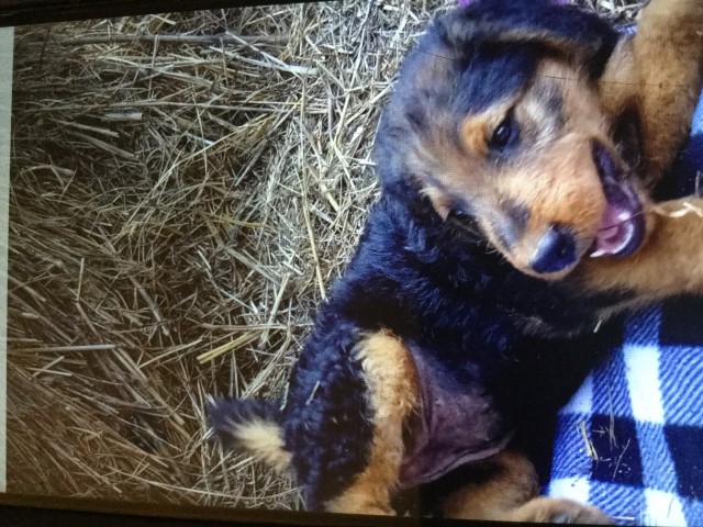 Airdale puppies AKC registered