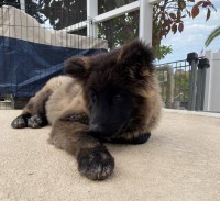 Available Akita's Akita for sale/adoption