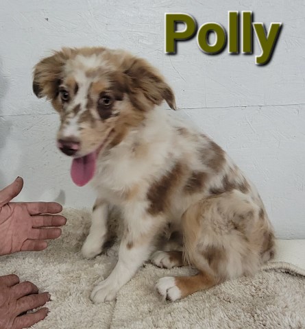 asdr Australian Shepherds  born July 1 Call 231 821 2603