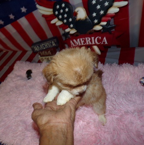 Chihuahua puppy for sale + 66145