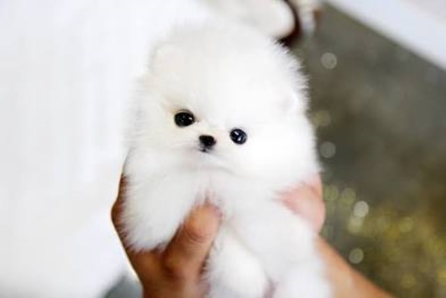 Pomeranian puppies for sale
