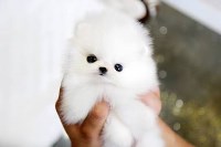 Pomeranian thumbnail