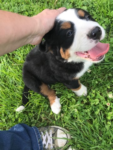 Bernese Mountain Dog puppy for sale + 63544