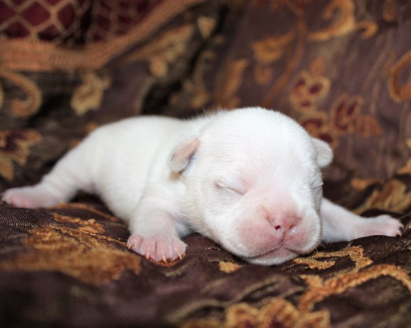 AKC Cream Frenchie Puppies Available!