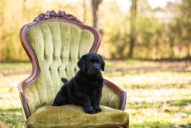 Labrador Retriever puppy for sale + 60777