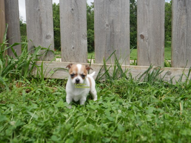 Every Great Day Begins with a Chihuahua