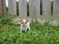 Every Great Day Begins with a Chihuahua Chihuahua for sale/adoption