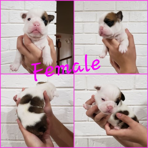 English Bulldog puppy for sale + 64053