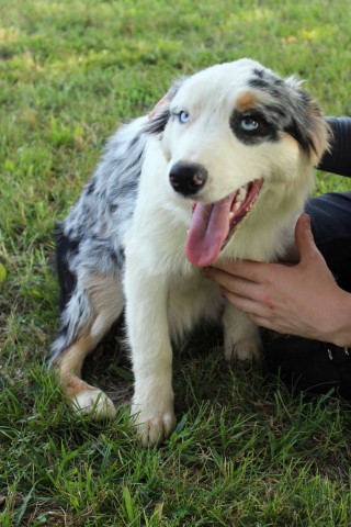 Blue Merle female