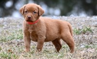 Last Puppy Listed