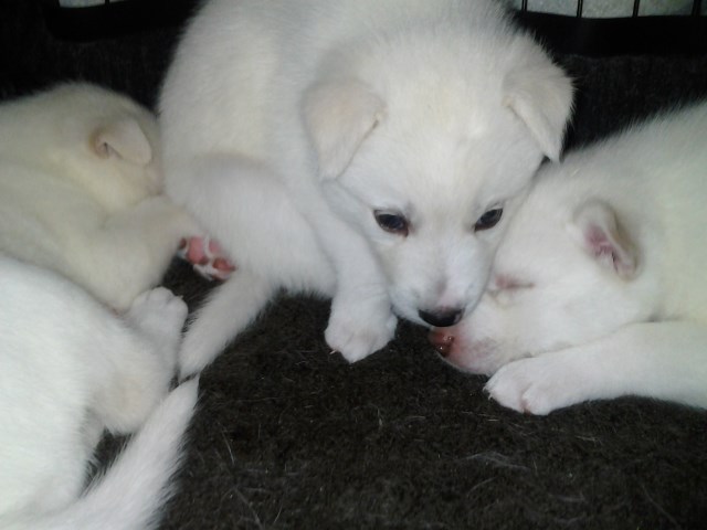AKC Registered Siberian Husky Puppies Born 4 Feb 17