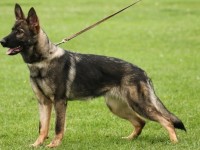 SHE WILL MAKE A GREAT BREEDER AND IS A GREEN FAMILY PROTECTION DOG German Shepherd Dog for sale/adoption