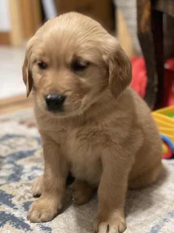 Golden Retriever Puppies