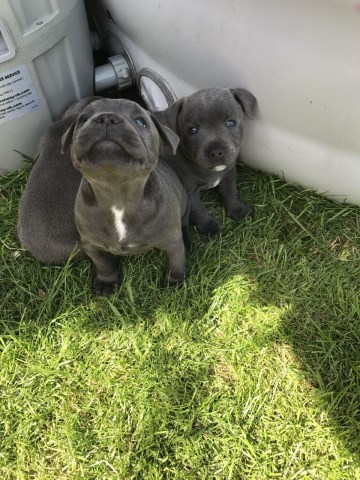 Gdfwe Well trained male and female Staffordshire Bull Terrier puppies