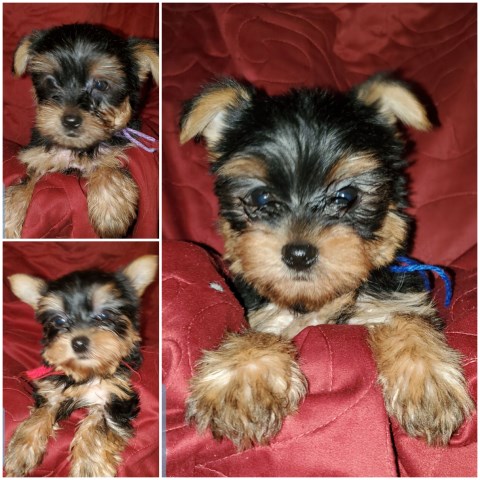 Yorkshire Terrier puppy for sale + 59609