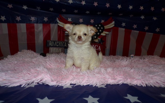 Apple Head    Long Coat Chihuahuas  Two Females