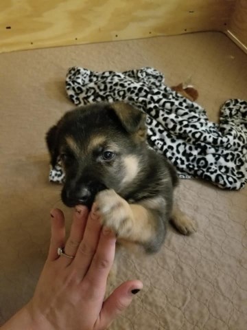AKC German Shepherd Puppies for Sale!