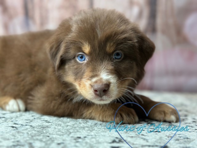 Australian Shepherd Dog puppy for sale + 65728
