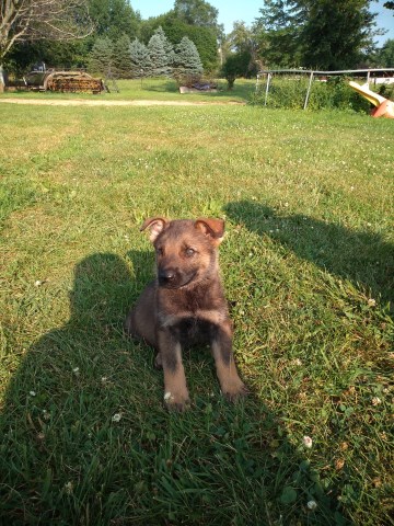 German Shepherd Dog puppy for sale + 58034