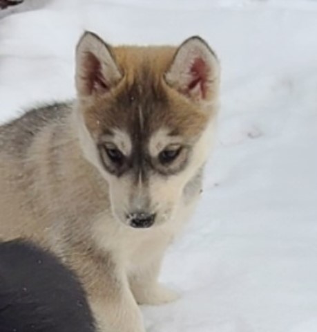 Siberian Husky puppy for sale + 62898