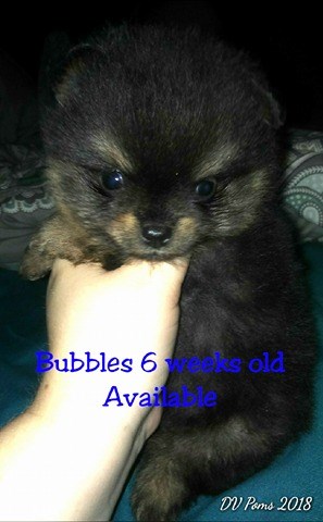 Pomeranian puppy for sale + 51939