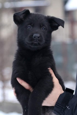 World Champion Bloodline Puppy Available