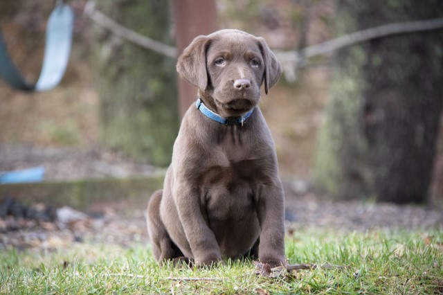 Labrador Retriever Puppies (Family Raised)