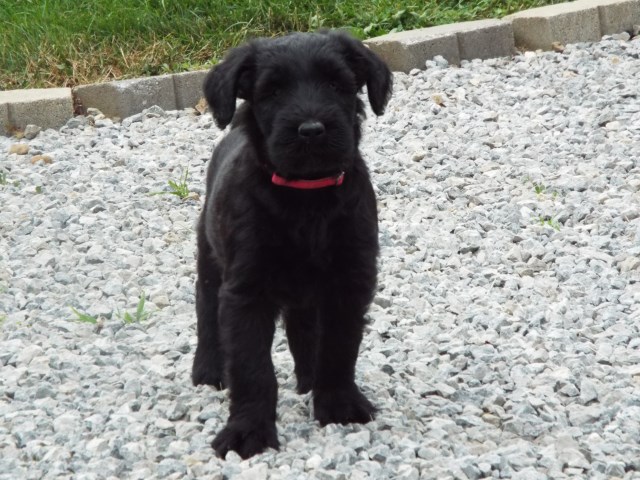 Giant Schnauzer puppy dog for sale in Wooster, Ohio