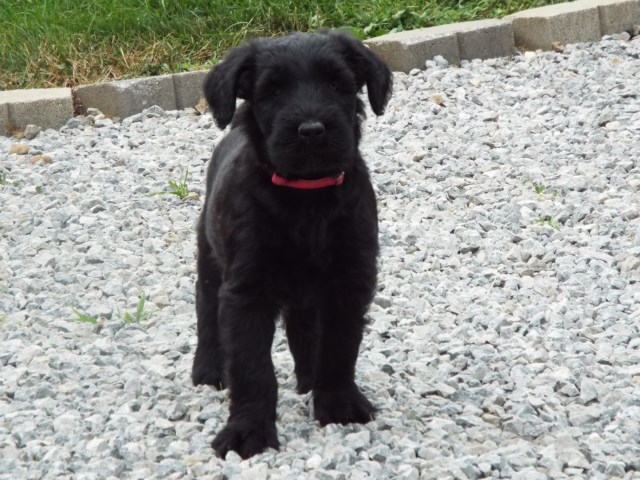 Giant Schnauzer puppy for sale + 58466