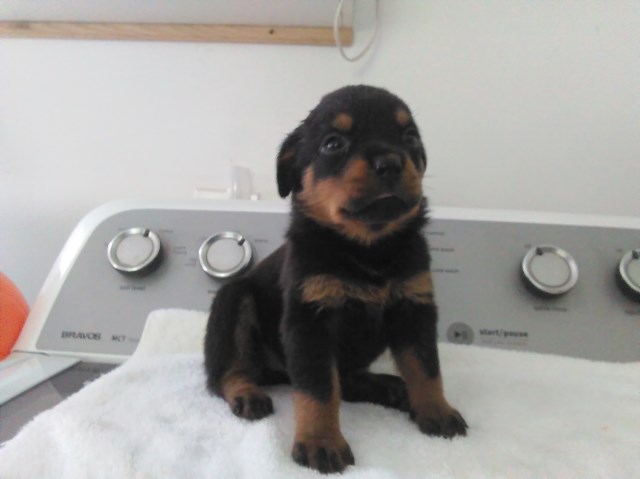 Rottweiler puppy for sale + 53629